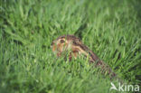 Haas (Lepus europaeus)