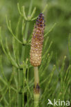 Holpijp (Equisetum fluviatile)