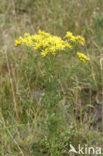 Jacobskruiskruid (Jacobaea vulgaris)