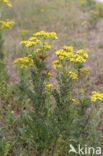 Jacobskruiskruid (Jacobaea vulgaris)