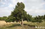 Jeneverbes (Juniperus communis)