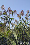 Kafferkoren (Sorghum bicolor)