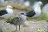 Kleine Mantelmeeuw (Larus fuscus)