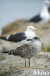 Kleine Mantelmeeuw (Larus fuscus)