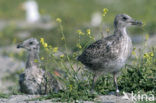 Kleine Mantelmeeuw (Larus fuscus)