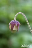 Knikkend nagelkruid (Geum rivale) 