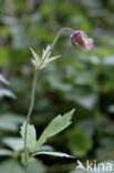 Knikkend nagelkruid (Geum rivale) 