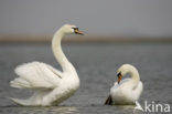 Knobbelzwaan (Cygnus olor)