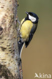 Koolmees (Parus major)