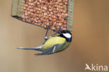 Koolmees (Parus major)