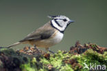 Kuifmees (Parus cristatus)