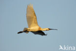 Lepelaar (Platalea leucorodia)