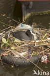 Meerkoet (Fulica atra)