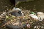 Meerkoet (Fulica atra)