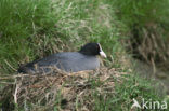 Meerkoet (Fulica atra)