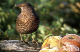 Merel (Turdus merula)