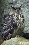 Oehoe (Bubo bubo)