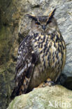 Oehoe (Bubo bubo)