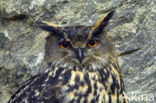 Oehoe (Bubo bubo)