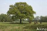 Paard (Equus spp)