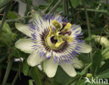 Passiebloem (Passiflora caerulea)