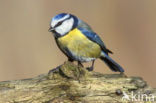 Pimpelmees (Parus caeruleus)