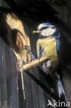 Pimpelmees (Parus caeruleus)