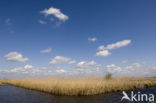 Riet (Phragmites australis)