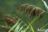 Riet (Phragmites australis)