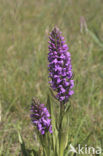 Rietorchis (Dactylorhiza praetermissa)