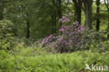 Rododendron (Rhododendron)