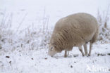 Schaap (Ovis domesticus)