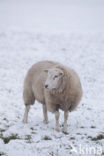 Schaap (Ovis domesticus)