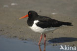 Scholekster (Haematopus ostralegus)