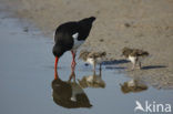 Scholekster (Haematopus ostralegus)