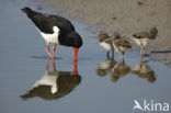 Scholekster (Haematopus ostralegus)