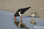 Scholekster (Haematopus ostralegus)