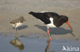 Scholekster (Haematopus ostralegus)