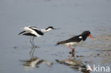 Scholekster (Haematopus ostralegus)