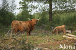 Schotse Hooglander