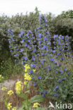 Slangenkruid (Echium wildpretii)