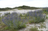 Slangenkruid (Echium wildpretii)