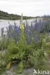 Slangenkruid (Echium wildpretii)