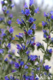 Slangenkruid (Echium wildpretii)