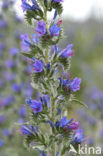 Slangenkruid (Echium wildpretii)