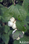 Sneeuwbes (Symphoricarpos racemosus)