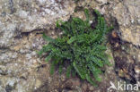 Steenbreekvaren (Asplenium trichomanes)