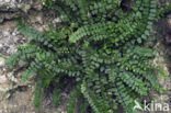 Steenbreekvaren (Asplenium trichomanes)