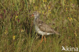 Tureluur (Tringa totanus) 