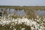 Veenpluis (Eriophorum angustifolium)